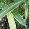 Albostriata Details