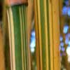 Alphonse_Karr Details