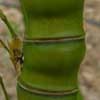 Aurea_Golden Details