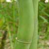 Crookstem Details