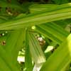 Dwarf_Green_Stripe Details
