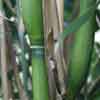 Green_Onion Details