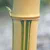 Greenstripe_Vivax Details