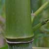 Hedge_Bamboo Details