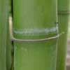 Henon Details