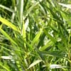 Linearis Details