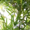 Mountain_Bamboo Details