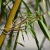 Robusta Details