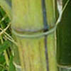 Shimadake Details