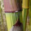 Spectabilis Details