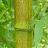 Tanakae Details