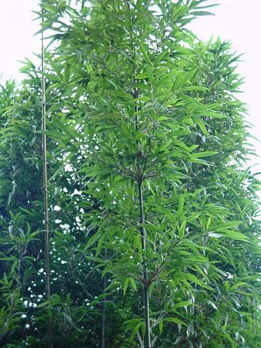Temple has many branches at each node.