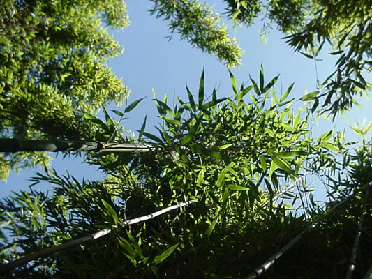 Note short branches rarely reach 10 inches from the culm.