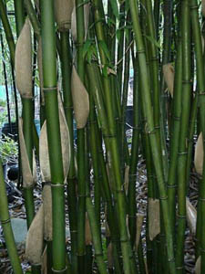 Culms start out green but often develop purple and bronze color.