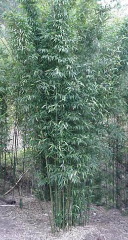 Tall upright columnar structure.