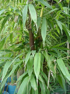 Large green leaves form tight clumps at each node.