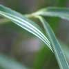 Variegated_Simonii Details