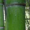 Vivax Details