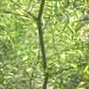 Water_Bamboo Details