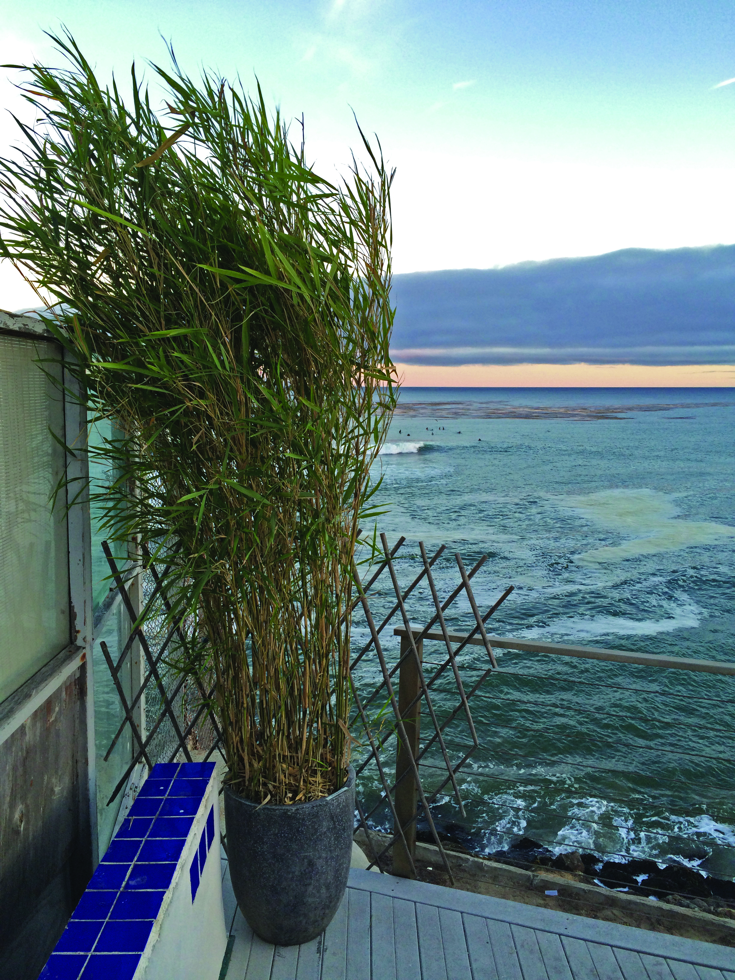 Bamboo thriving in coastal climate