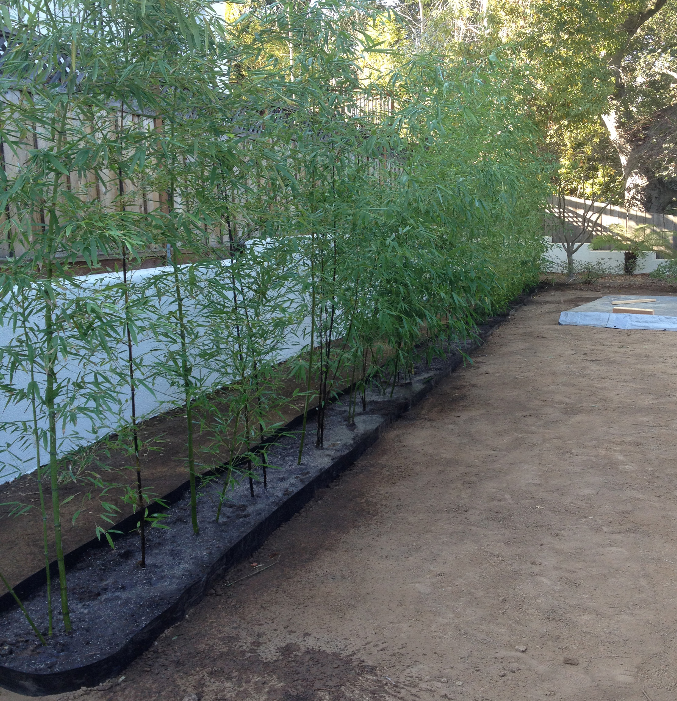Newly planted in-ground bamboo hedge