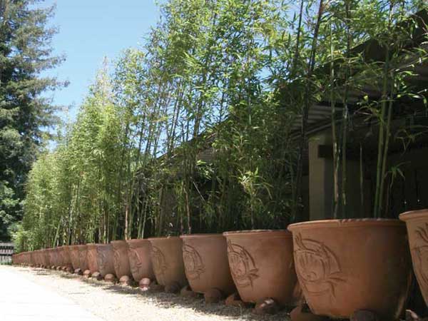 Bamboo in oversized terracotta pots