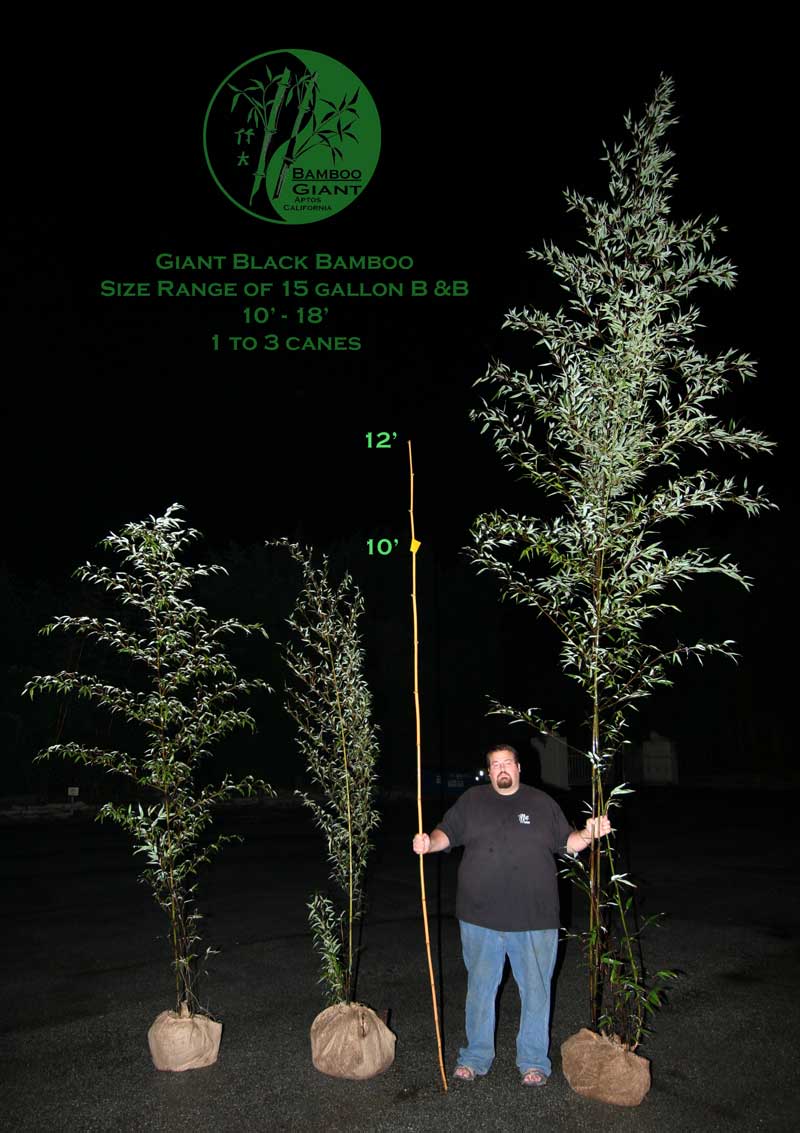 Black bamboo 15 gallon size