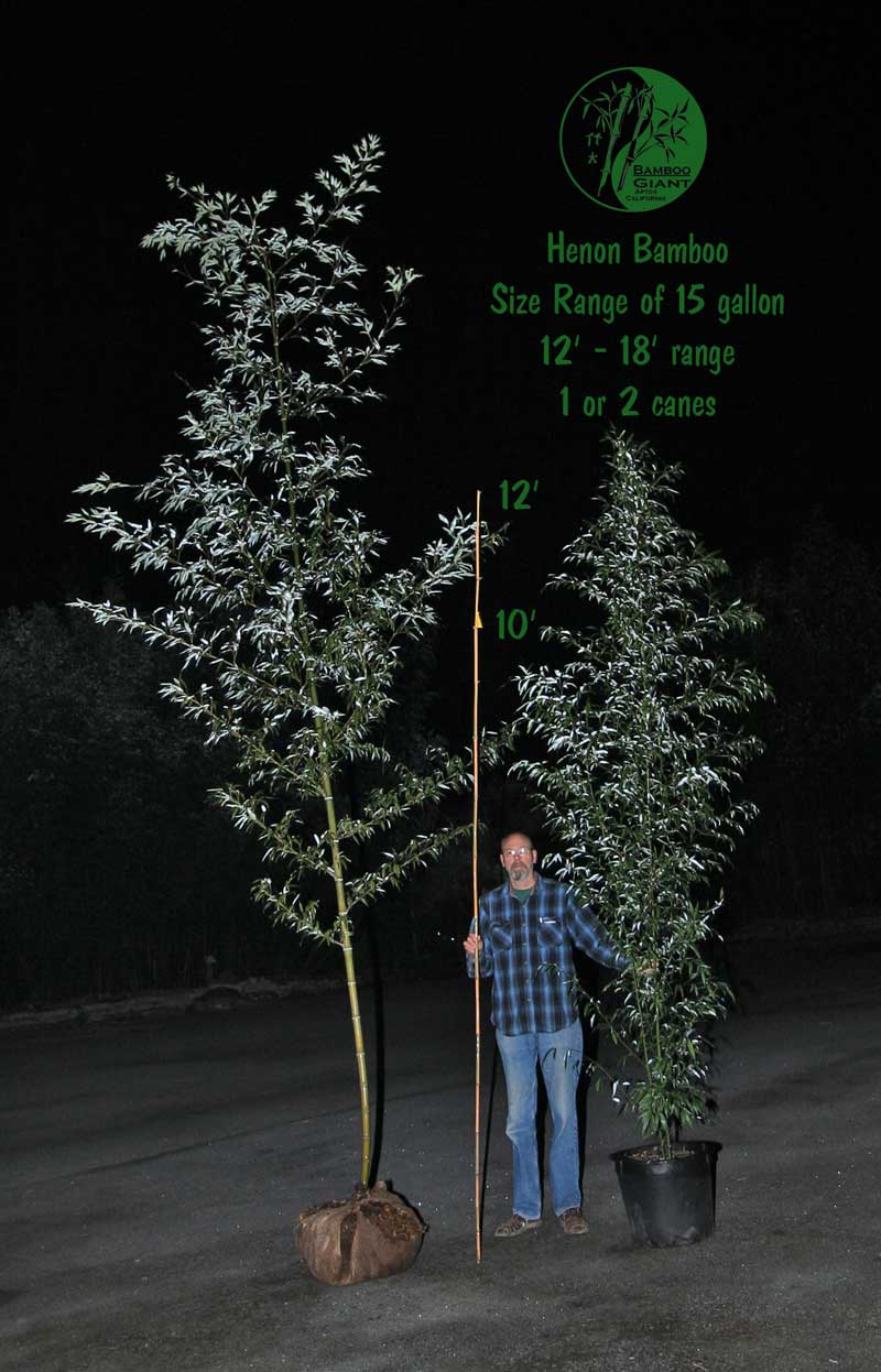 Henon 15 gallon size