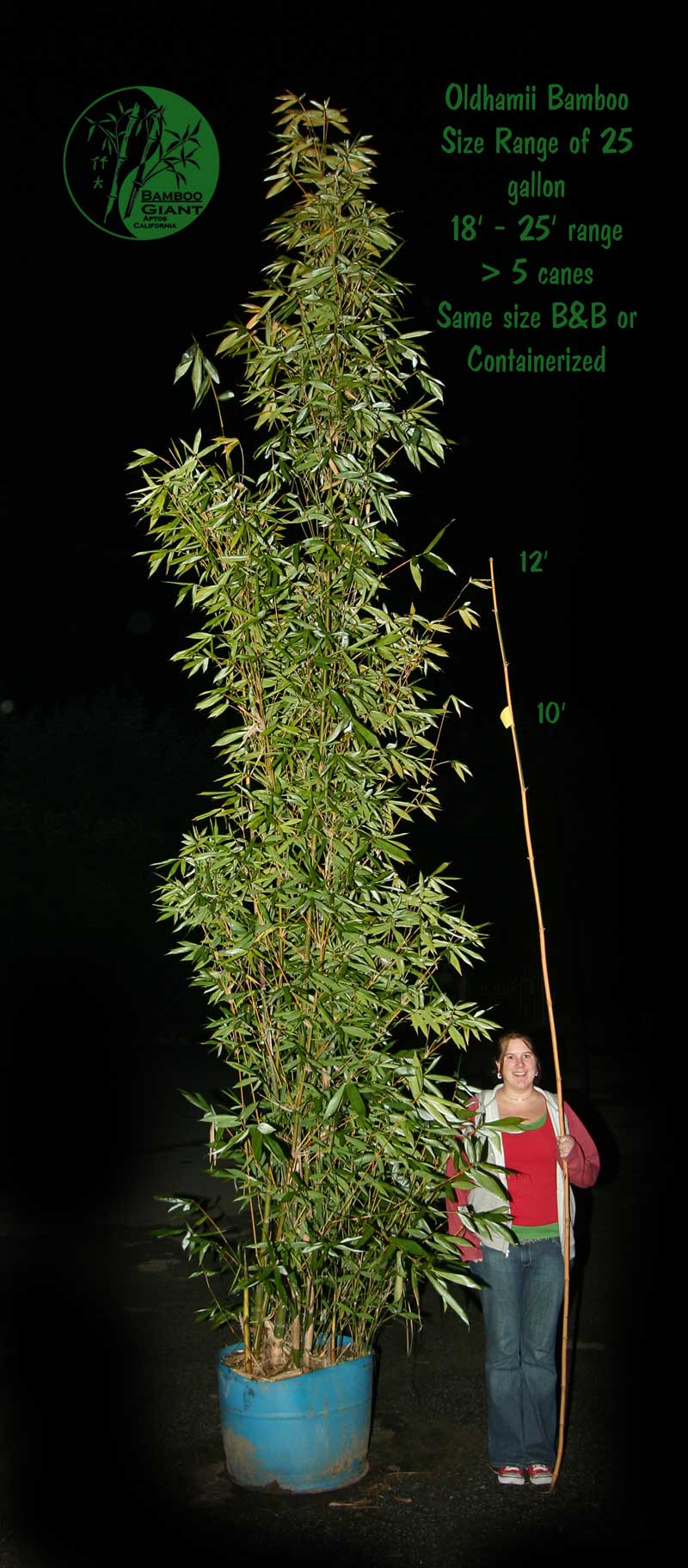 Oldhamii 25 gallon size