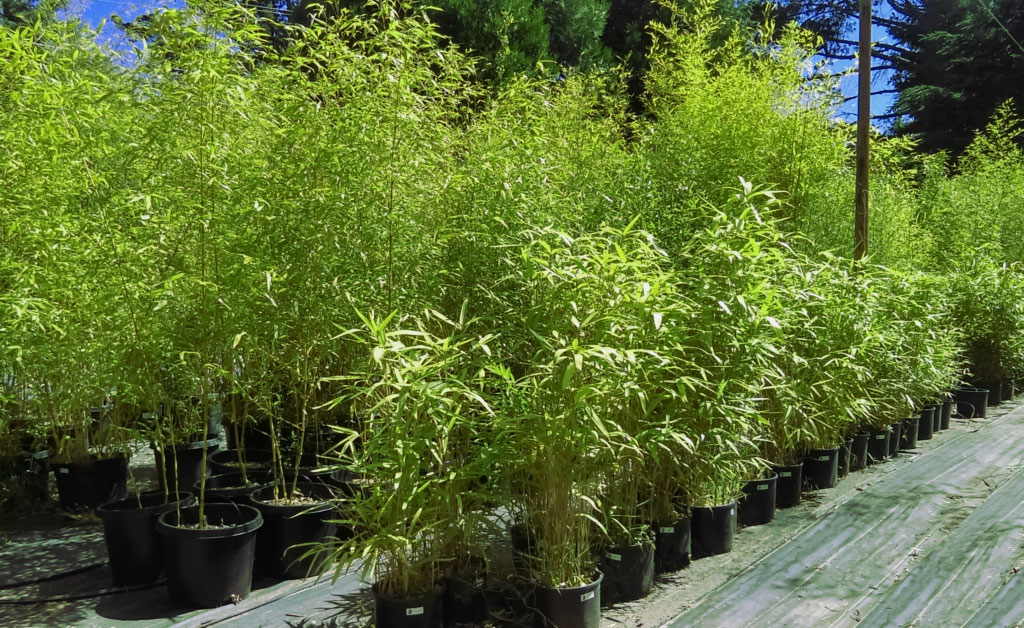 Bamboo Giant warehouse